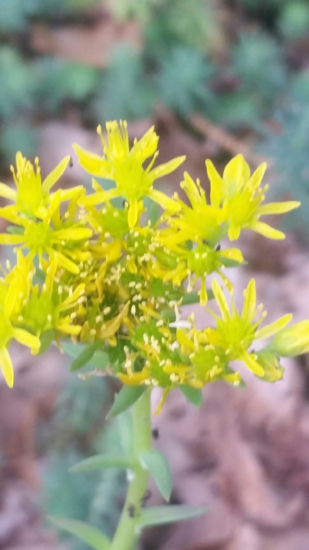 Sedum rupestre (Crassulaceae)
